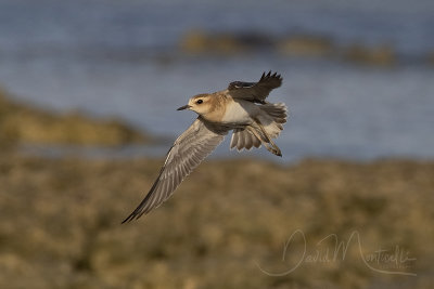 Caspian Plover (Charadrius asiaticus)_Mogadishu (Benadir Regional Administration)