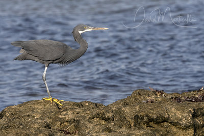 Western Reef Egret (Egretta gularis)_Mogadishu (Benadir Regional Administration)