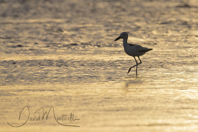 Crab Plover (Dromas ardeola)_Mogadishu (Benadir Regional Administration)