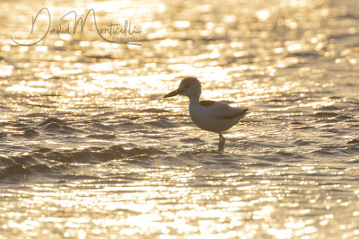 Crab Plover (Dromas ardeola)_Mogadishu (Benadir Regional Administration)