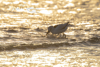 Crab Plover (Dromas ardeola)_Mogadishu (Benadir Regional Administration)