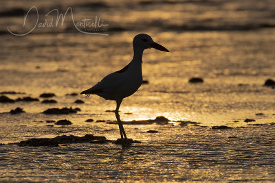 Crab Plover (Dromas ardeola)_Mogadishu (Benadir Regional Administration)