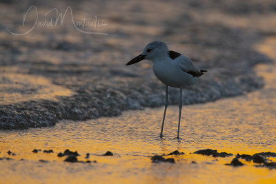 Crab Plover (Dromas ardeola)_Mogadishu (Benadir Regional Administration)