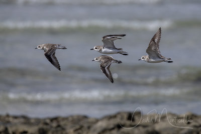 Lesser & Greater Sand Plovers (Charadrius mongolus pamirensis & C. l. columbinus)_Mogadishu (Benadir Regional Administration)