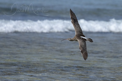 Whimbrel (Numenius phaeopus)_Mogadishu (Benadir Regional Administration)