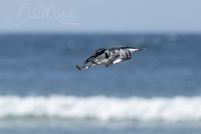 Pied Kingfisher (Ceryle rudis)_Mogadishu (Benadir Regional Administration)