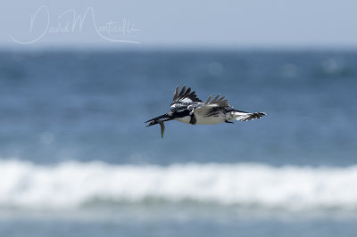 Pied Kingfisher (Ceryle rudis)_Mogadishu (Benadir Regional Administration)