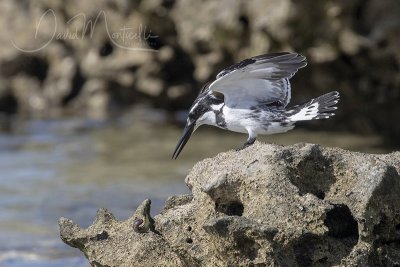 Pied Kingfisher (Ceryle rudis)_Mogadishu (Benadir Regional Administration)