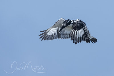 Pied Kingfisher (Ceryle rudis)_Mogadishu (Benadir Regional Administration)