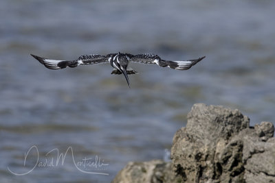 Pied Kingfisher (Ceryle rudis)_Mogadishu (Benadir Regional Administration)