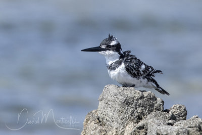 Pied Kingfisher (Ceryle rudis)_Mogadishu (Benadir Regional Administration)