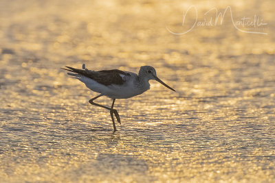 Common Greenshank (Tringa nebularia)_Mogadishu (Benadir Regional Administration)