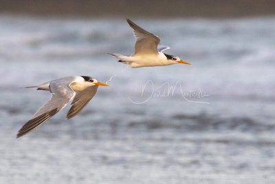 Lesser Crested Terns (Thalasseus bengalensis)_Mogadishu (Benadir Regional Administration)