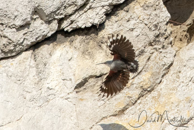 Wallcreeper (Tichodroma muraria)_Dinant (Belgium)