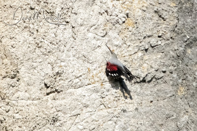 Wallcreeper (Tichodroma muraria)_Dinant (Belgium)