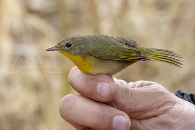 Birds species of Nearctic origin in Oct 2019_in progress