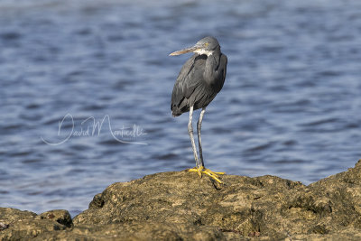 Western Reef Egret (Egretta gularis)_Mogadishu (Benadir Regional Administration)