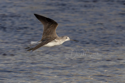 Common Greenshank (Tringa nebularia)_Mogadishu (Benadir Regional Administration)