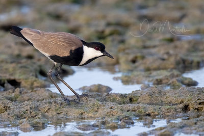 Spur-winged Lapwing (Vanellus spinosus)_Mogadishu (Benadir Regional Administration)