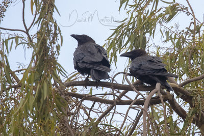 Somali Crows (Corvus edithae)_Hargeisa (Somaliland)