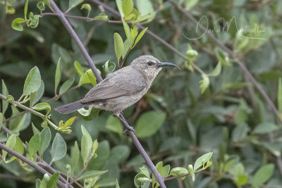 Hunter's Sunbird (Chalcomitra hunteri)(female/immature)_Hargeisa (Somaliland)