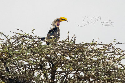 Eastern Yellow-billed Hornbill (Tockus flavirostris)_Hargeisa (Somaliland)