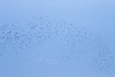 Red-billed Queleas (Quelea quelea)_Hargeisa (Somaliland)