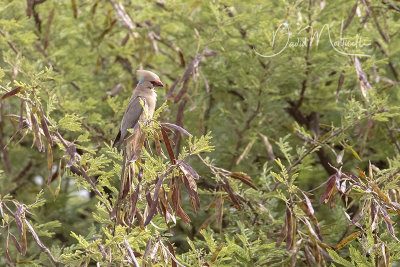 Blue-naped Mousebird (Urocolius macrourus abyssinicus)_Mogadishu (Benadir Regional Administration)