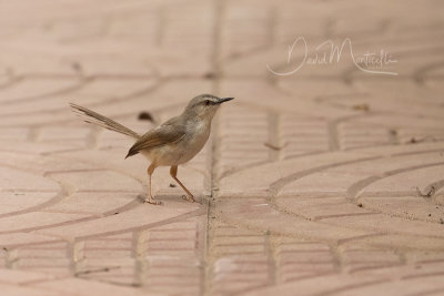 Tawny-flanked Prinia (Prinia subflava)_Hargeisa (Somaliland)