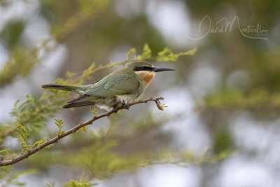 Olive Bee-eater (Merops superciliosus)_Hargeisa (Somaliland)