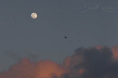 Little Swift (Apus affinis)_Mogadishu (Benadir Regional Administration)