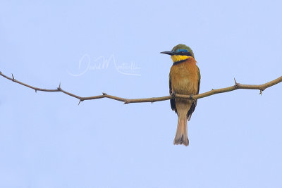 Little Bee-eater (Merops pusillus cyanostictus)_Mogadishu (Benadir Regional Administration)