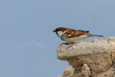 House Sparrow (Passer domesticus indicus)(male)_Mogadishu (Benadir Regional Administration)