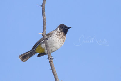 Dodson's Bulbul (Pycnonotus barbatus dodsoni)_Mogadishu (Benadir Regional Administration)