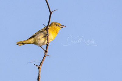 Lesser Masked Weaver (Ploceus intermedius)(female)_Mogadishu (Benadir Regional Administration)