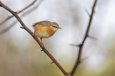 Northern Crombec (Sylvietta brachyura leucopsis)_Mogadishu (Benadir Regional Administration)