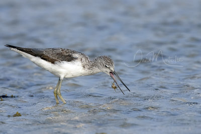 Common Greenshank (Tringa nebularia)_Mogadishu (Benadir Regional Administration)