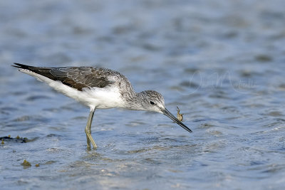 Common Greenshank (Tringa nebularia)_Mogadishu (Benadir Regional Administration)