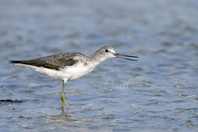 Common Greenshank (Tringa nebularia)_Mogadishu (Benadir Regional Administration)