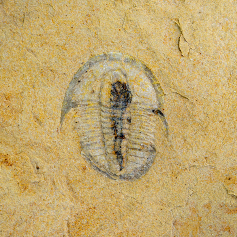 Cedaria minor with preserved gut, 12 mm, Weeks Formation, M-U Cambrian, Utah, USA.