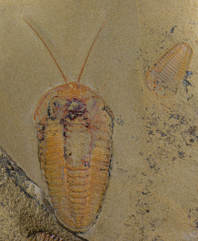 Bavarilla sp (4 cm) with spectacular complete antennae showing setal hairs, Lower Ordovician Fezouata Formation, Morocco