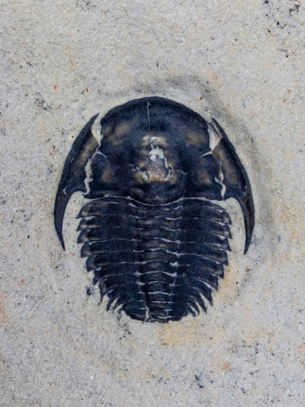 Spencia typicalis, 11 mm, Spence Shale, 155 level, Miners Hollow, Box Elder County, Utah