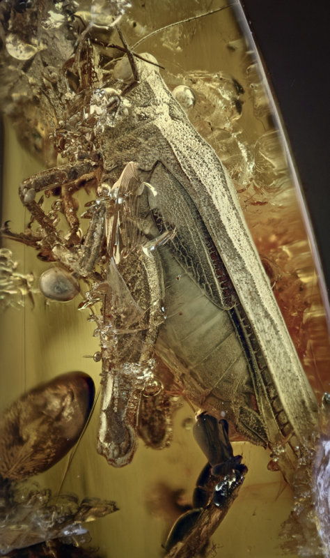 Rusmithia gorochovi, pygmy grasshopper, 15 mm, Lithuania
