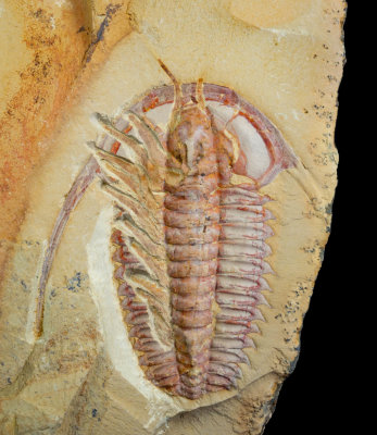 Eoredlichia intermedia, 5 cm long, Lower Cambrian, Chengjiang, China, partially dissected to show limbs and antennae.