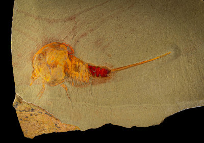 Early Ordovician Fauna of Morocco