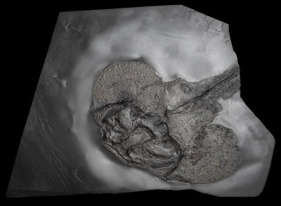 Devonian Placoderms