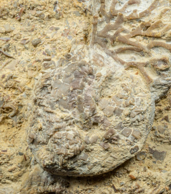 Bromidechinus rimaporus  Smith & Savill 2001 (topotype), 35 mm. Poolville Member, Bromide Formation, Dunn Quarry.