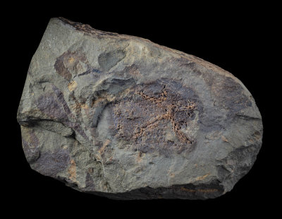 Stromatocystis pentagularis Pompeckj 1896. 23 mm. Middle Cambrian, Jince, Czech Republic