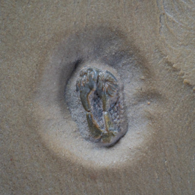 Ctenocystis colodon, 5 mm homalozoan carpoid, Order Ctenocystoida, Utah.