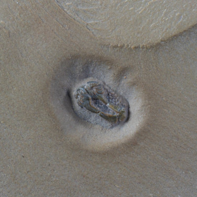Ctenocystis colodon, 5 mm homalozoan carpoid, Order Ctenocystoida, Utah.